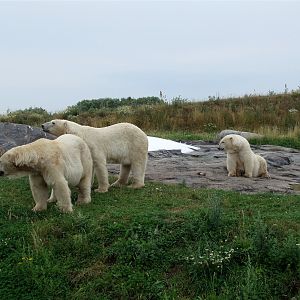 Scandinavian Wildlife Park - Polar bears