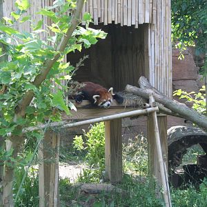 Red Panda House