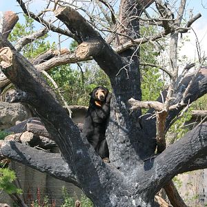 Sun Bear in Tree