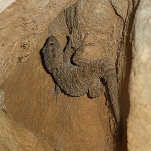 Mindy Gecko at London Zoo Jan 2009