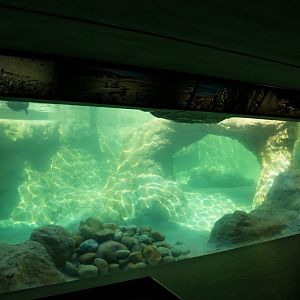 Humboldt penguins (underwater vision)