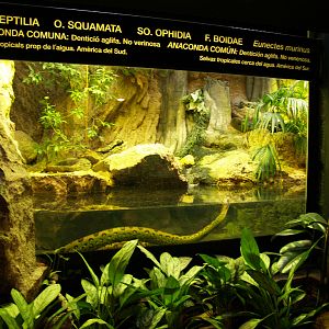 Terrarium - anaconda