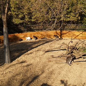 Red-necked wallabies