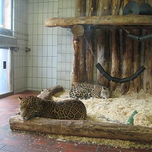 Saarbrücken Zoo jaguar Inside