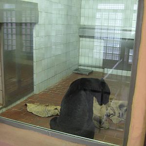 Saarbrücken zoo-Jaguar Seperate Box