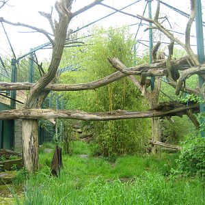Saarbrücken zoo jaguar exhibit 2 Detail