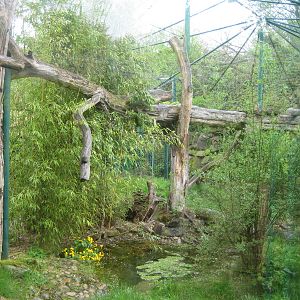 Saarbrücken zoo-Jaguar Pool