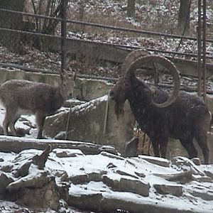 Siberian Ibex
