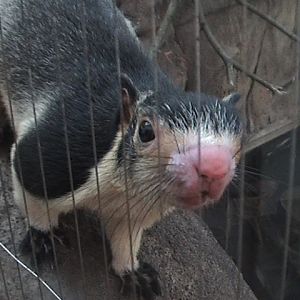 Giant Grizzled Squirrel 2