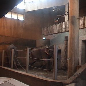 Female Asian Elephants Indoor Exhibit