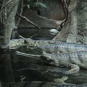 Indian Gharials