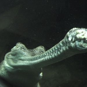 Indian Gharial 2
