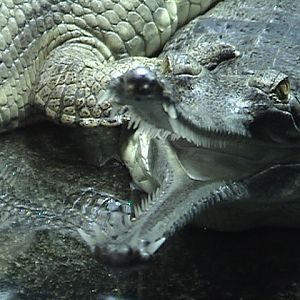 Indian Gharial 3