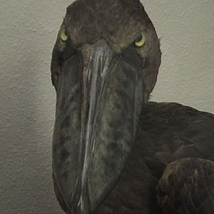 Prague National Museum