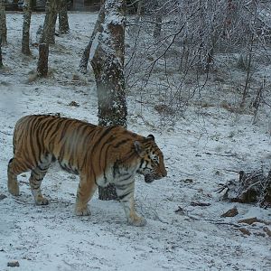 Amur Tiger