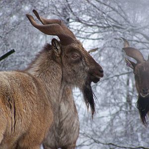 Turkmenian Markhor