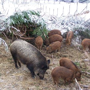 Wild Boar Family