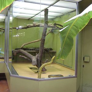 Saarbrücken Zoo-Snake Terraium Detail