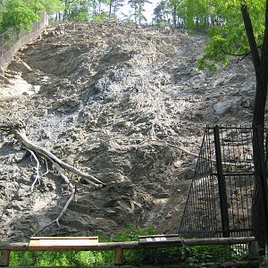 Himalayan Thar exhibit
