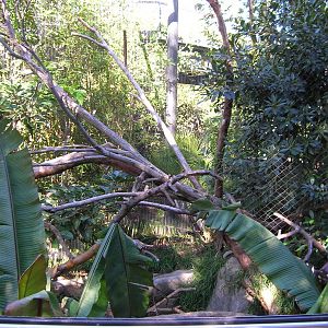 Clouded Leopard Exhibit