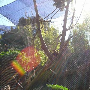 Golden-bellied Mangebey Exhibit