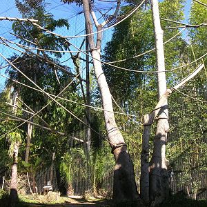 Guenon/Colobus/Mangebey Exhibit