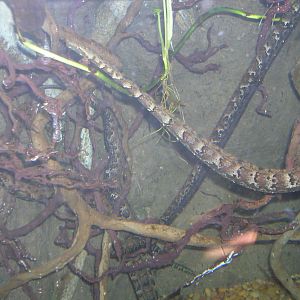 Tentacled Snake 1/5/09