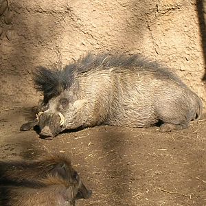 Visayan Warty Pig 12/31/08