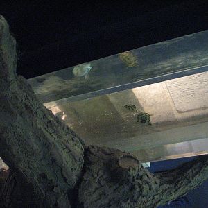 Overhead Stream - Wildlife World Zoo