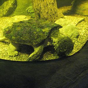 Alligator Snapping Turtle - Wildlife World Zoo
