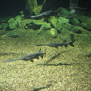 Mississippi River Tank - Wildlife World Zoo