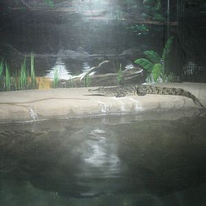 Nile Crocodile Exhibit - Wildlife World Zoo