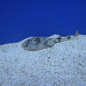 Ray -Wildlife World Zoo