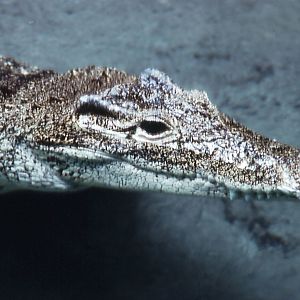Cuban Crocodile