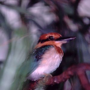 Guam Kingfisher male - 1987