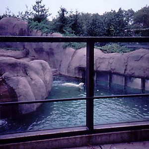 Polar Bear exhibit - 1987