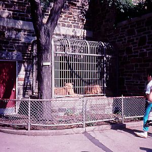 Outdoor lion cage - 1987