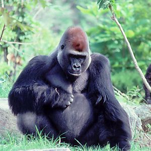 John the Gorilla - 1987