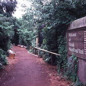 Woodland Trail - 1987