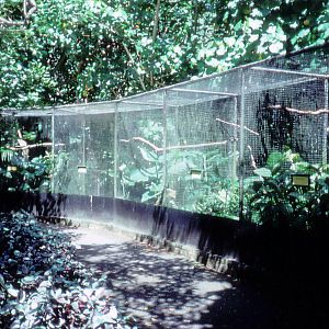 Bird Aviaries - 1987