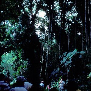 Tour through the jungle - 1987