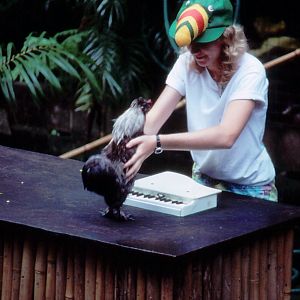 Duck Show, featuring Wanda the Wonder Chicken - 1987