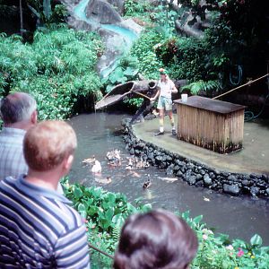 Duck Show - 1987
