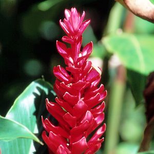 Ginger Flower - 1987