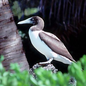Masked Booby, juvenile - 1987