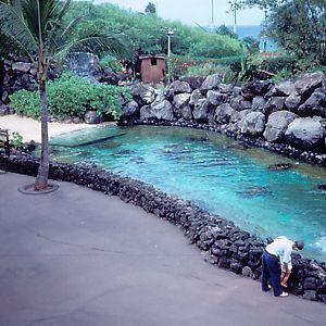 Sea Turtle Pool - 1987
