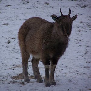 Baby Markhor