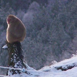 Japanese macaque