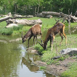 Sitatunga and Mrs.Grays Waterbuck