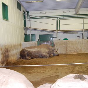 White Rhino-Bull Stable , Kolmarden Zoo